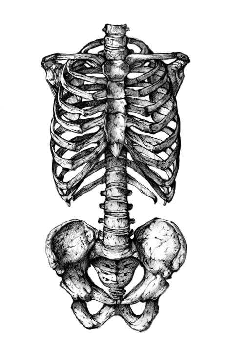 Human Skeleton Drawing Reference At Explore