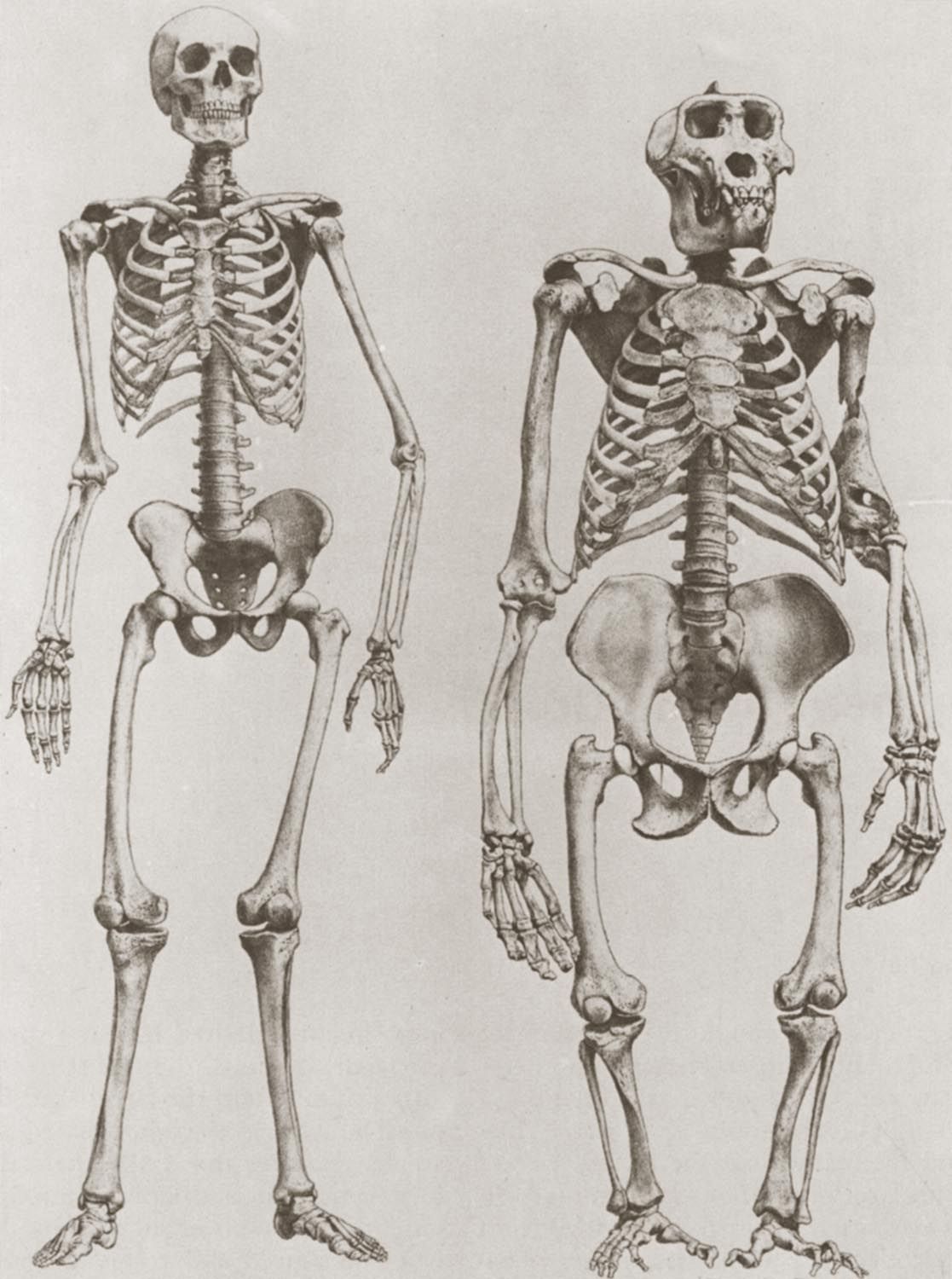 1117x1500 The Skeletons Of A Human - Human Skeleton Drawing Reference