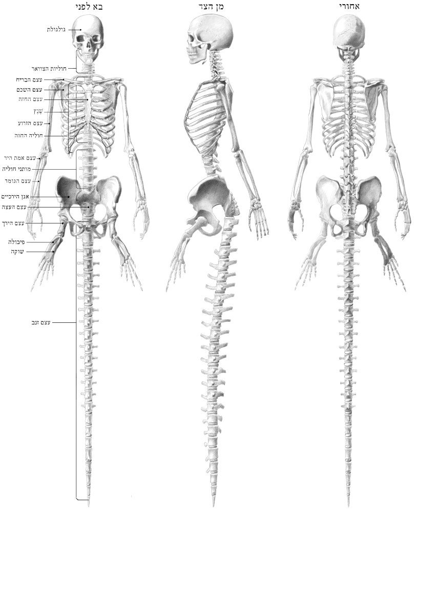 855x1200 Drawing Art Female Draw Underwater Fish Anatomy Creature Tail - Human Skeleton Drawing Reference