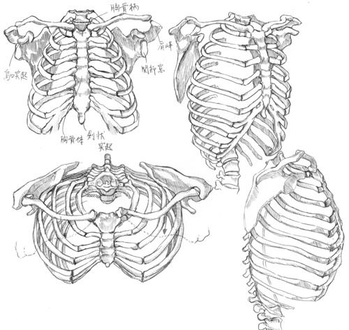 500x473 Gottfried Bammes - Human Skeleton Drawing Reference