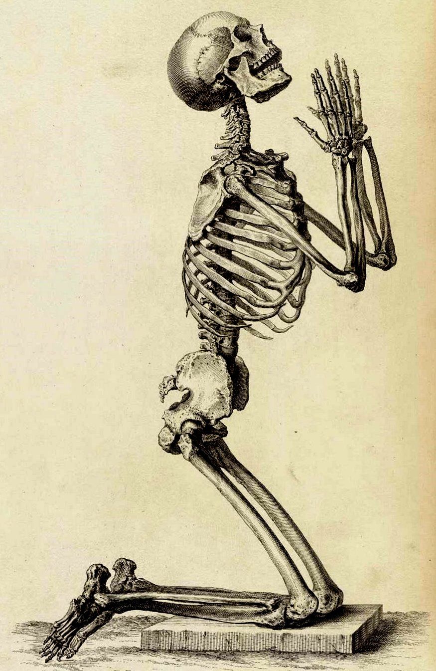 the human skeleton drawing