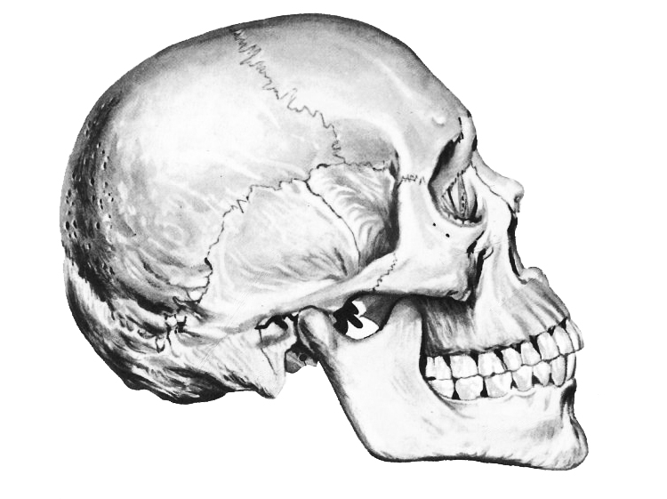 750x561 human skull side drawing - Human Skull Drawing