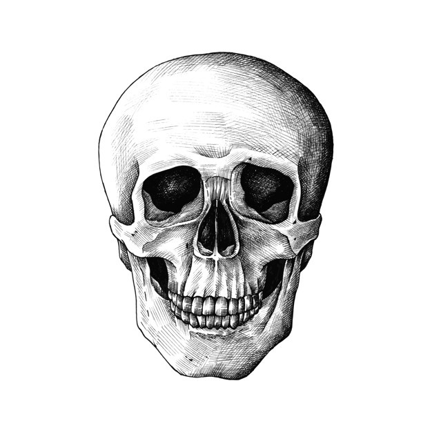 626x626 human skull drawing vector free download - Human Skull Drawing