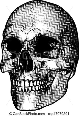 319x470 human skull drawing skull drawing in a retro vintage wood cut - Human Skull Drawing