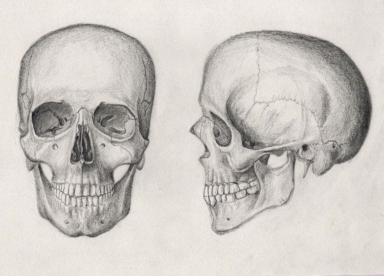 785x564 pencil drawing of a human skull - Human Skull Drawing