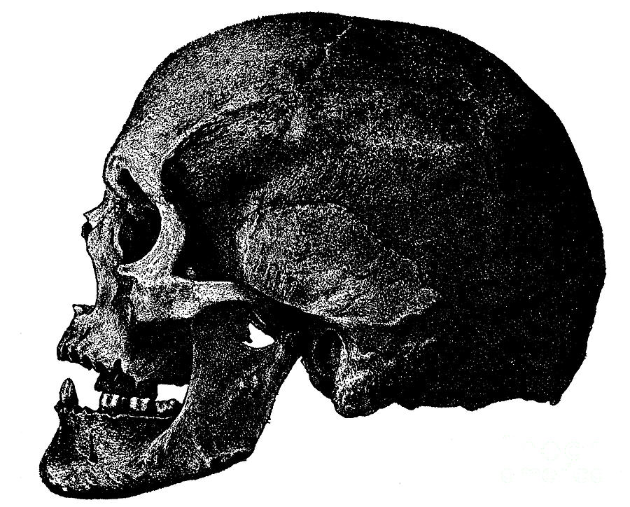 900x724 anatomical drawing of a human skull drawing - Human Skull Drawing