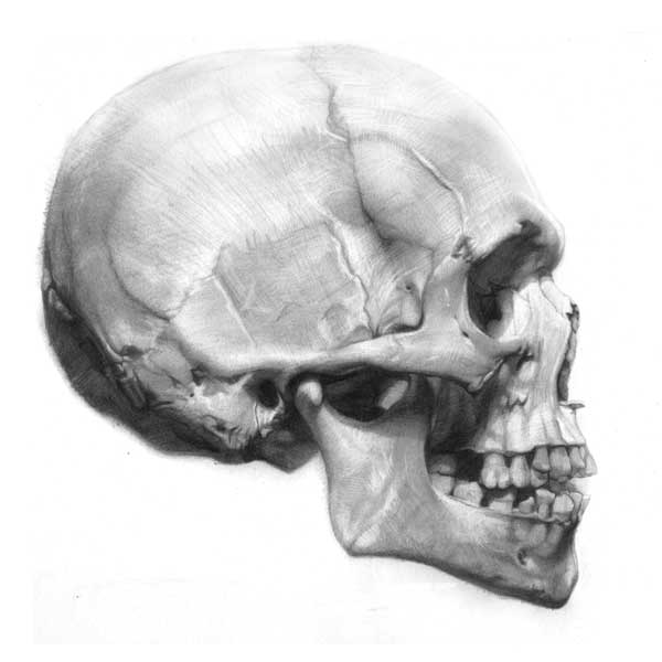 600x600 Understanding Anatomy The Skull - Human Skull Drawing