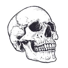236x236 skull drawing vector black and white illustration of human skull - Human Skull Drawing
