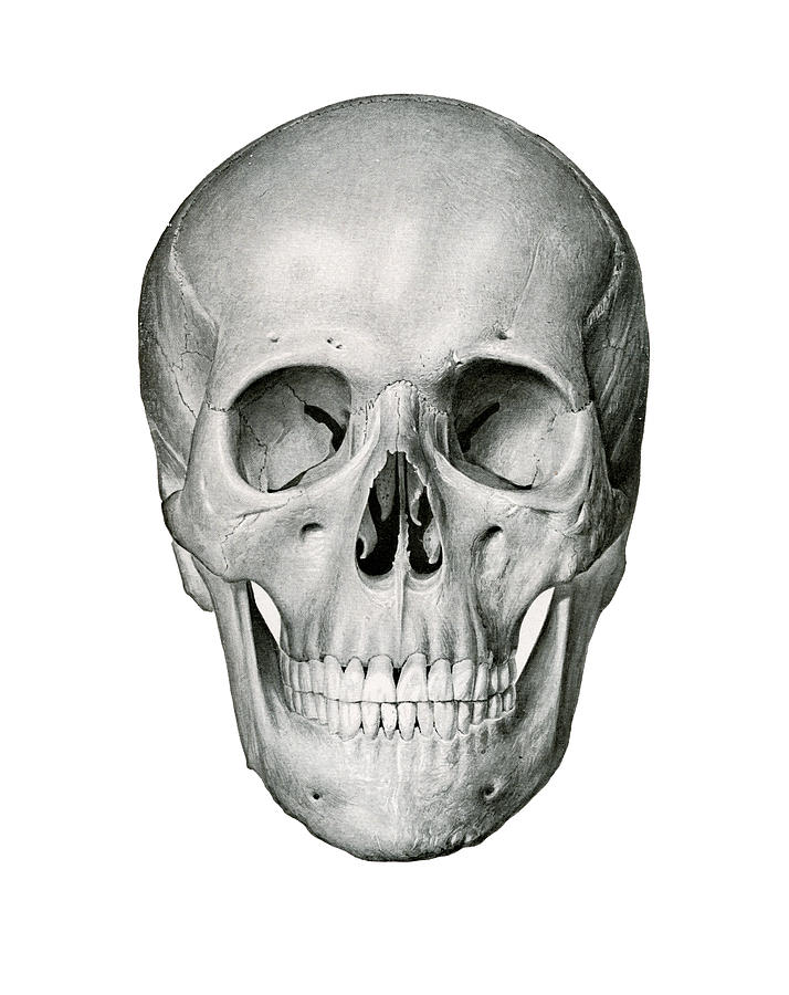 714x900 frontal view of human skull drawing - Human Skull Drawing
