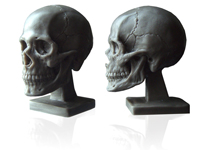 200x150 human anatomy reference human skull - Human Skull Drawing Reference