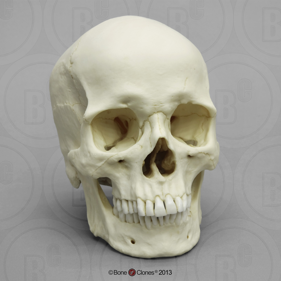900x900 human male european skull - Human Skull Drawing Reference