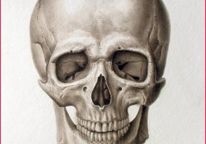 300x210 human skull drawing easy drawing human skull how to draw - Human Skull Drawing Reference
