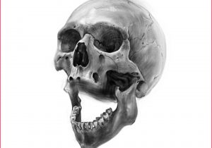 300x210 human skull drawing human skull drawing reference - Human Skull Drawing Reference