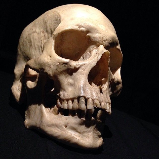 640x640 Skulls Anatomy, Skeletons And Tattoo - Human Skull Drawing Reference