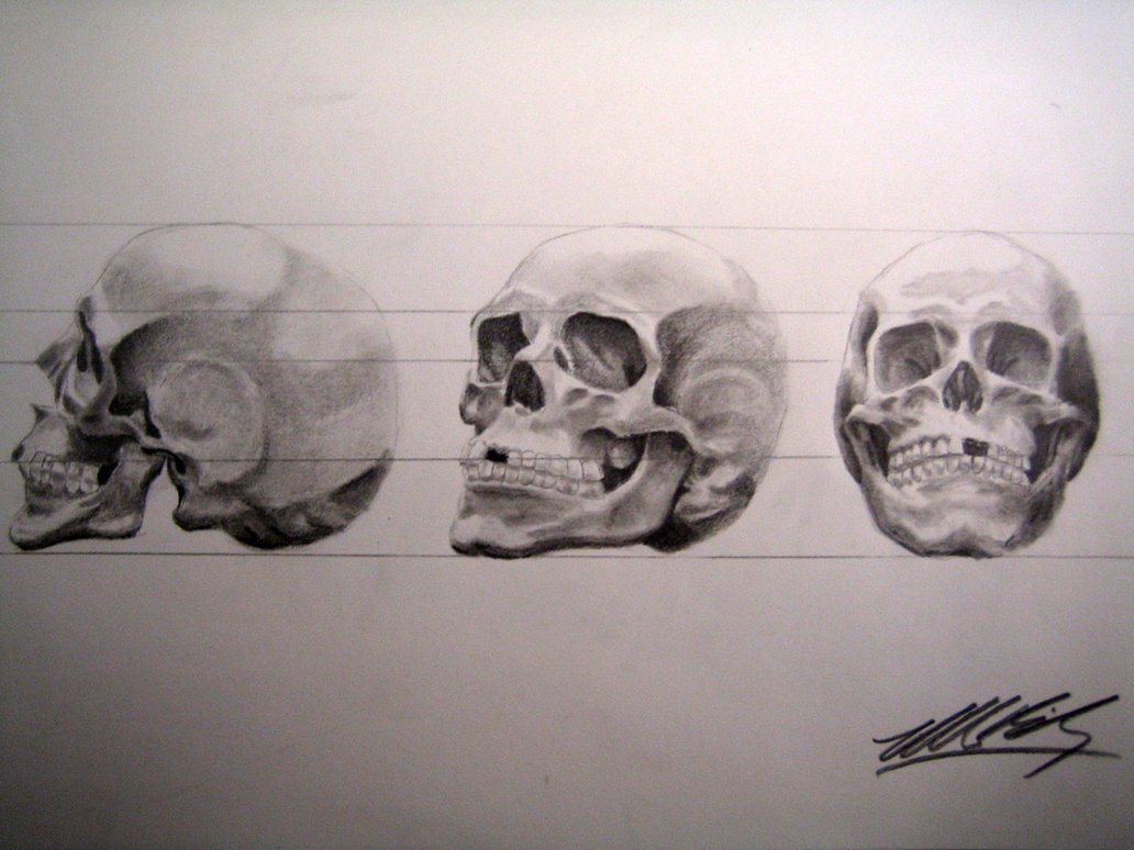 1032x774 human skull drawing reference - Human Skull Drawing Reference