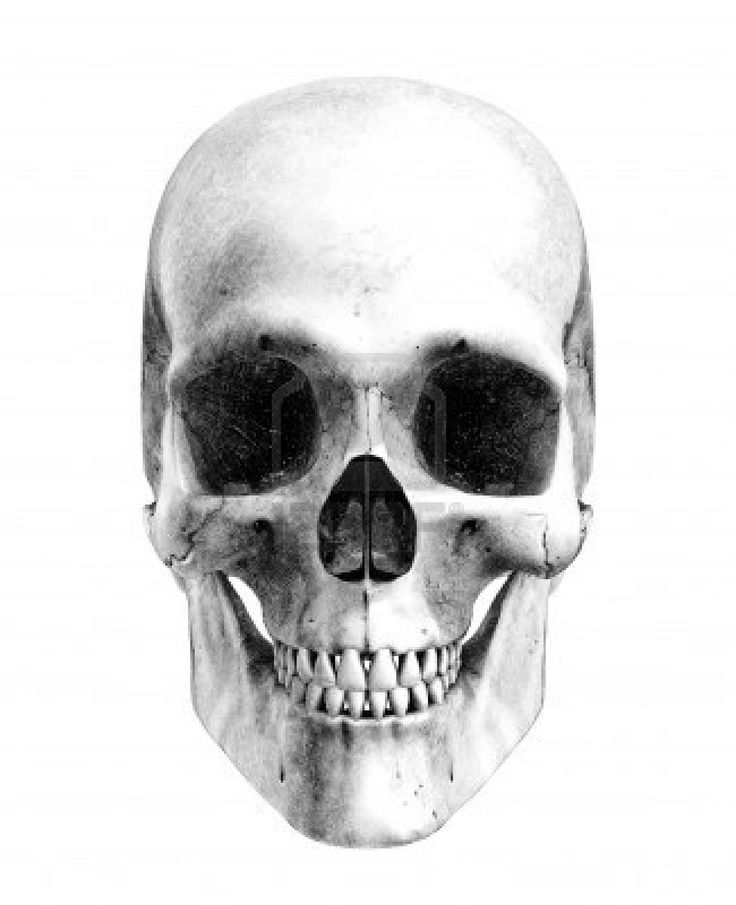 736x905 Human Skull Drawing Reference - Human Skull Drawing Reference