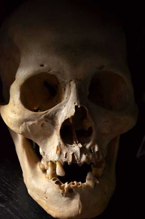 497x750 human skull labeled inspirational best human skeleton images - Human Skull Drawing Reference