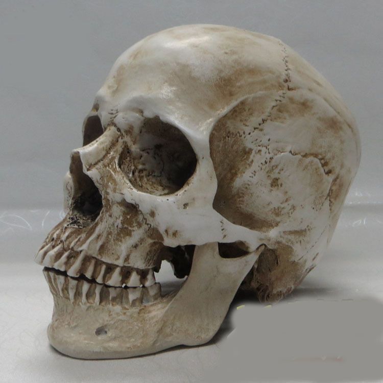 750x750 Skull Reference Drawing - Human Skull Drawing Reference