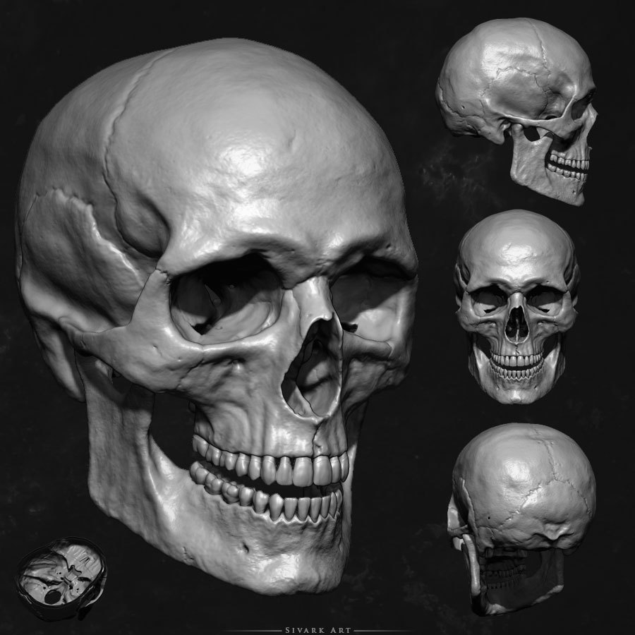 900x900 Human Female Skeleton Art Pictures And Ideas On Meta Networks - Human Skull Drawing Reference