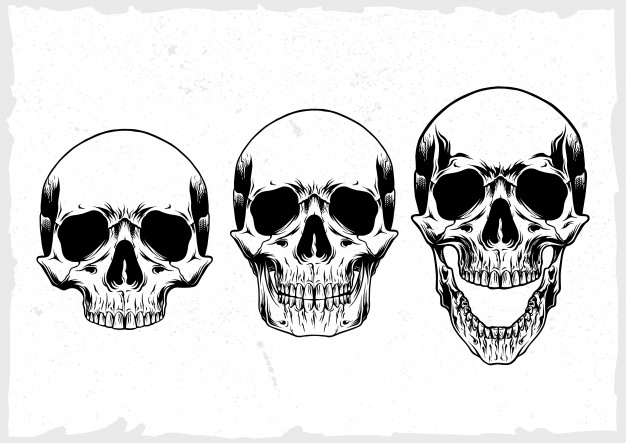 626x443 Skull Vectors, Photos And Free Download - Human Skull Drawing Reference