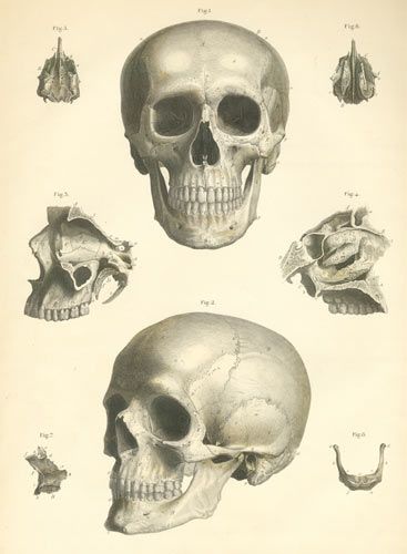 367x500 Study Skull Skulls In Art Starts - Human Skull Drawing Reference