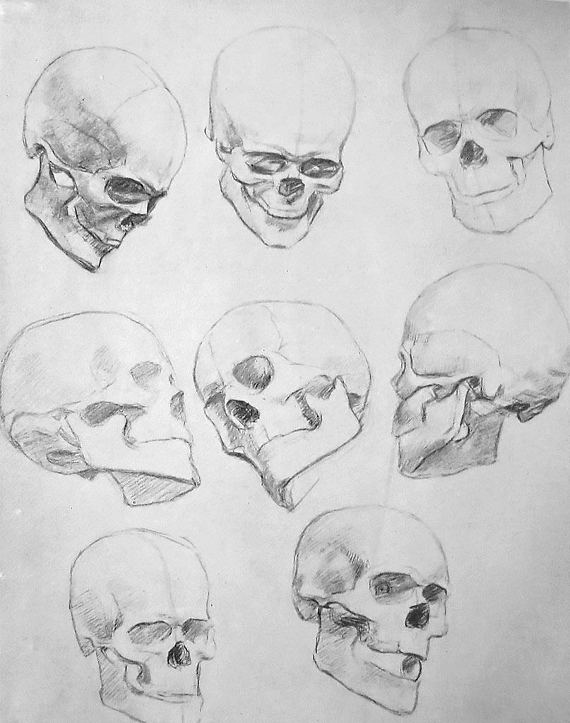 Human Skull Drawing Reference at Explore