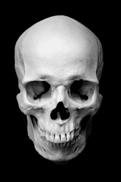 500x750 Imagen Relacionada Skulls - Human Skull Drawing Reference