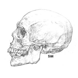 331x331 How To Draw A Skull Tutorials Drawn In Black - Human Skull Drawing Tutorial