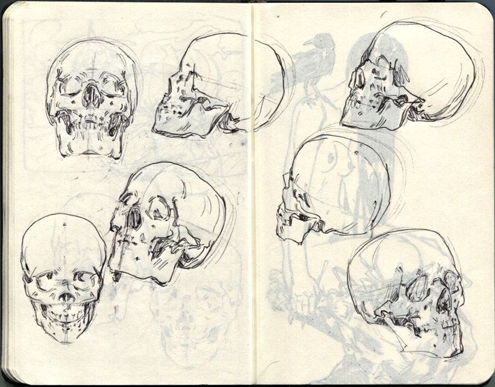 709x555 Huge Collection Of 'human Skull Drawing Tutorial' Download More - Human Skull Drawing Tutorial