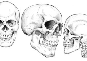 300x210 human skull drawing tutorial step how to draw a human head - Human Skull Drawing Tutorial