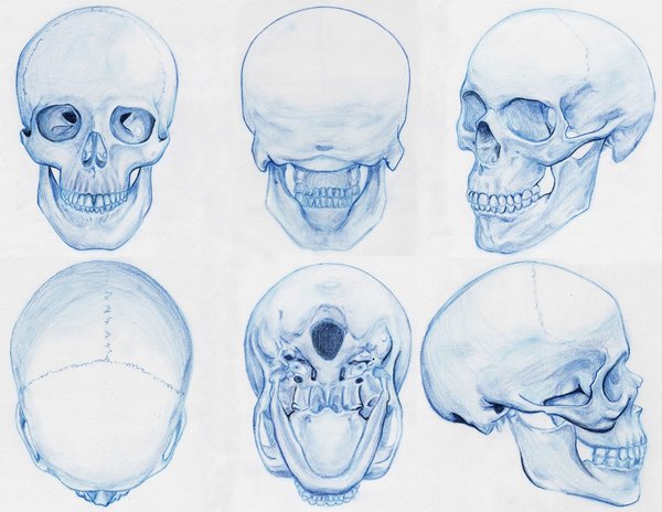 600x464 Human Skull Drawing Tutorial - Human Skull Drawing Tutorial