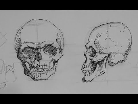 480x360 Pen And Ink Drawing Tutorials How To Draw A Skull In Ink - Human Skull Drawing Tutorial