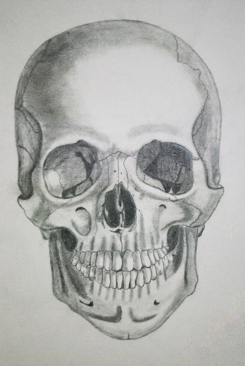 800x1195 Pictures Of Easy Human Skull Drawing - Human Skull Drawing Tutorial