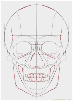 236x326 skull anatomy tutorial luxury how to draw a human skull step - Human Skull Drawing Tutorial