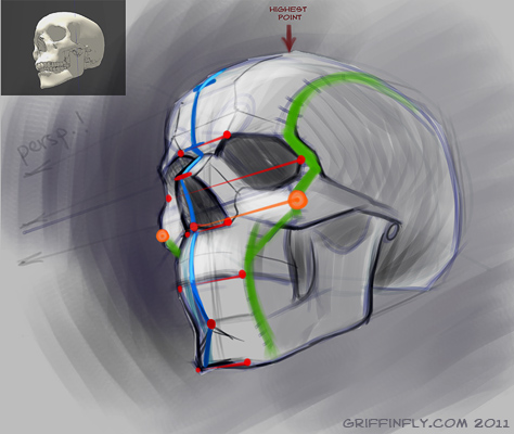 474x400 Human Skull - Human Skull Drawing Tutorial
