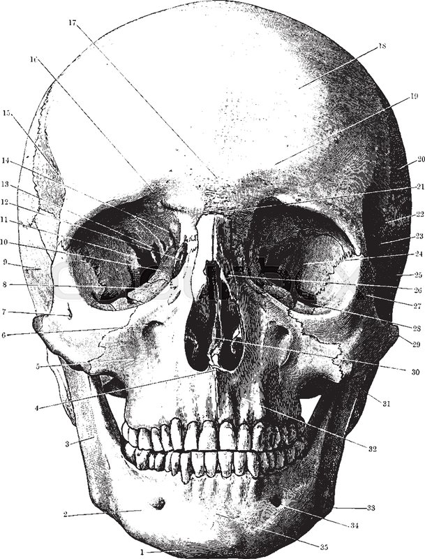 609x800 Huge Collection Of 'line Drawing Skull' Download More Than - Human Skull Line Drawing