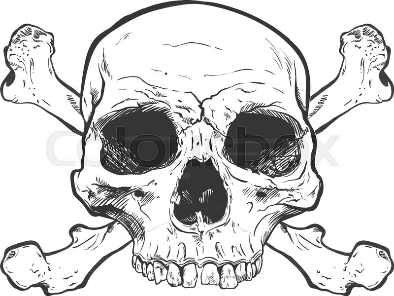 800x600 Human Skull Vector Art Detailed Hand Stock Vector Colourbox - Human Skull Line Drawing