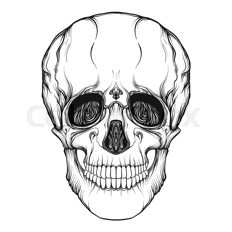 800x800 Human Skull Realistic Hand Drawing Stock Vector Colourbox - Human Skull Line Drawing