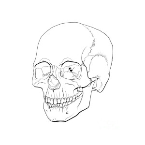 300x300 Line Illustration Of A Human Skull Digital Art - Human Skull Line Drawing