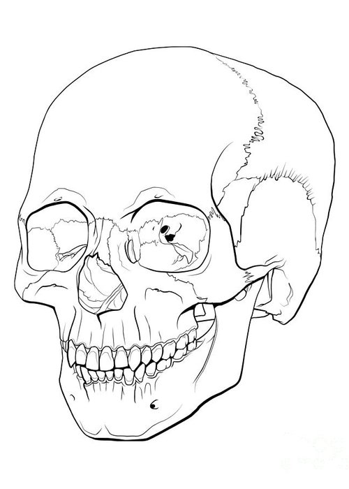 500x700 Line Illustration Of A Human Skull Greeting Card For Sale - Human Skull Line Drawing