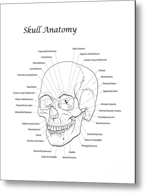 494x659 Line Illustration Of A Human Skull Metal Print - Human Skull Line Drawing