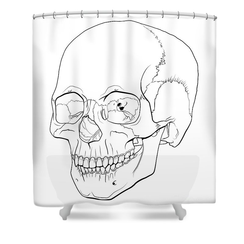 800x800 Line Illustration Of A Human Skull Shower Curtain For Sale - Human Skull Line Drawing