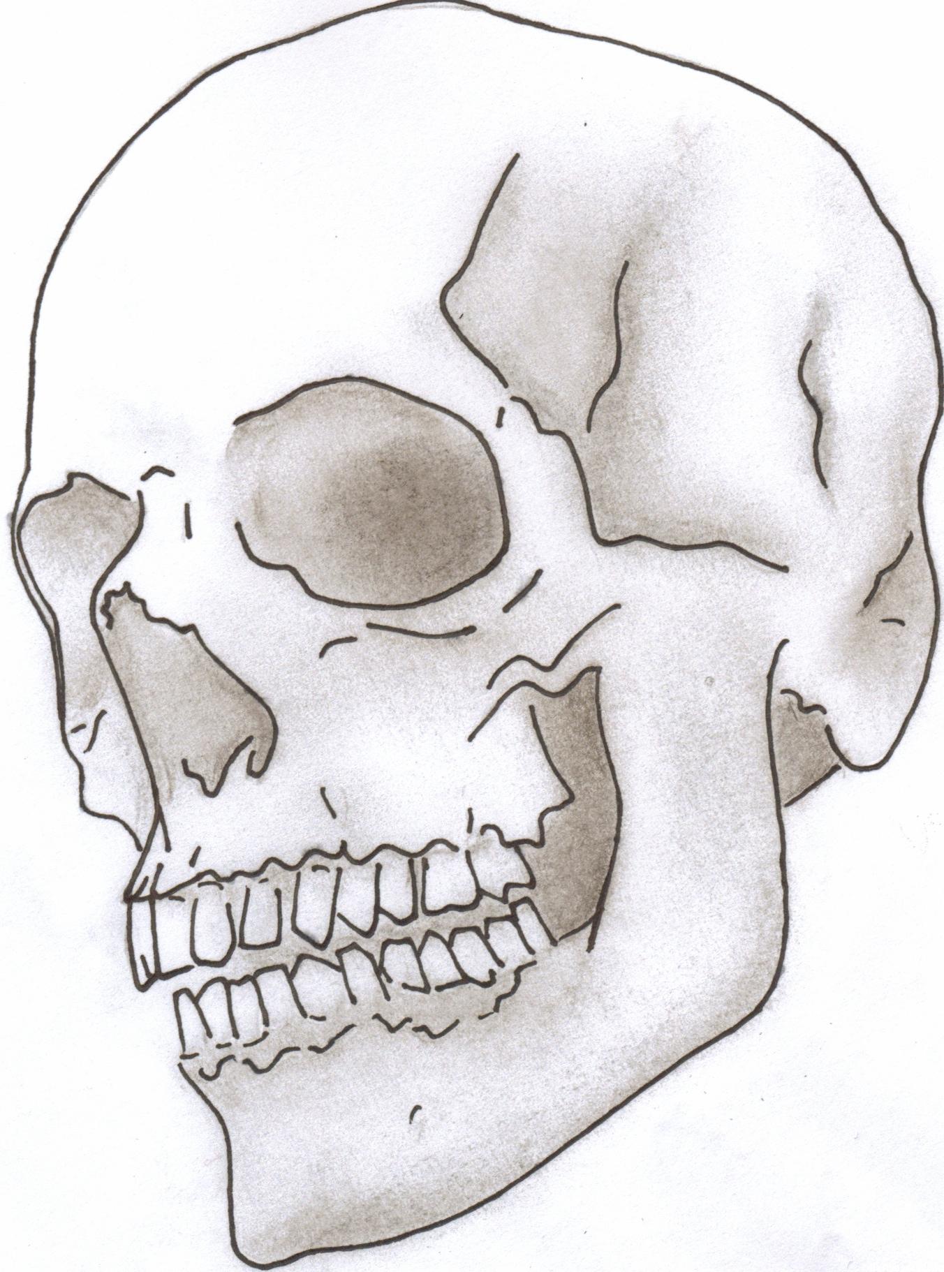 Human Skull Line Drawing at Explore collection of