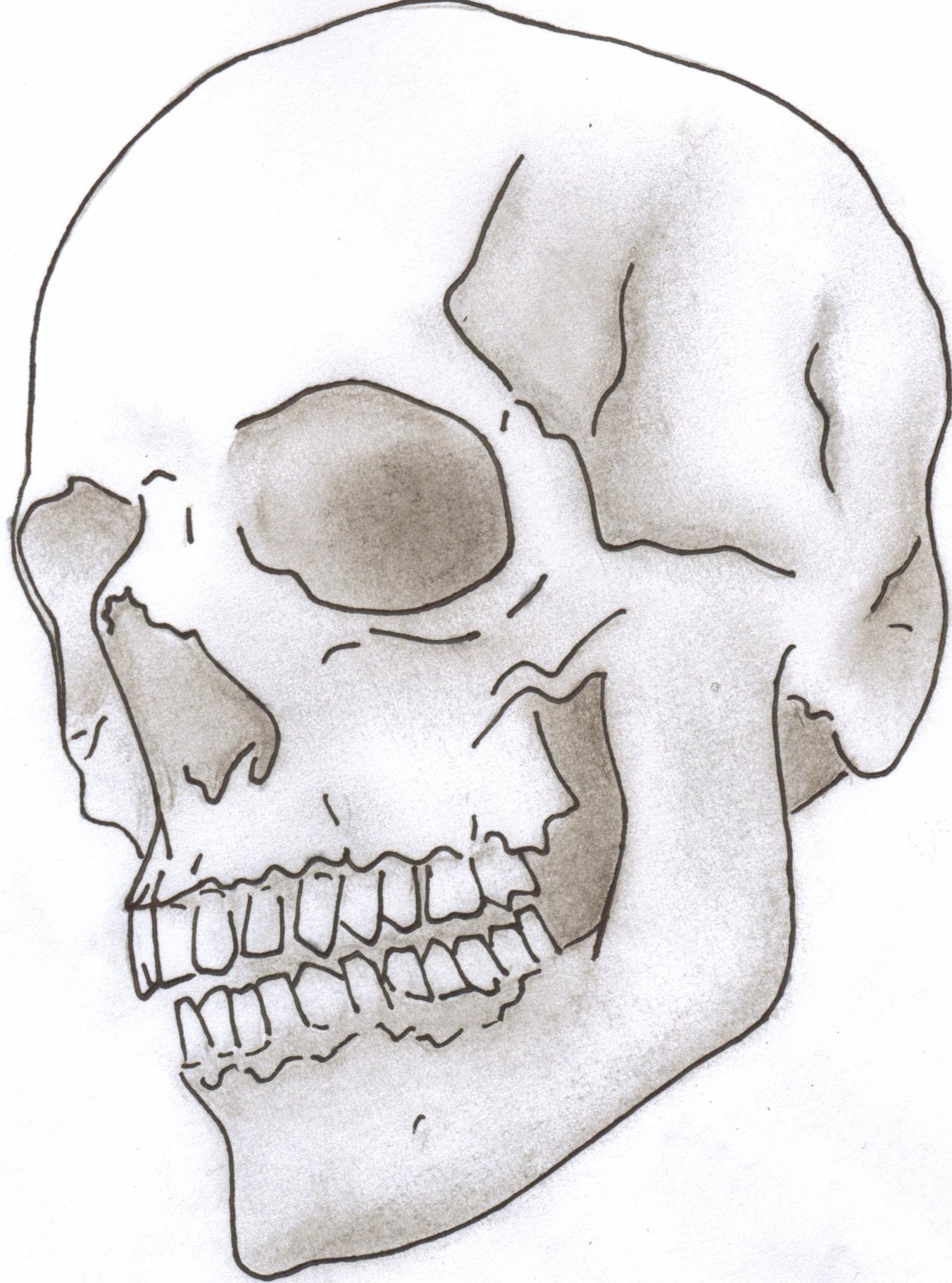 Artist That Draw Skulls At Douglas Wilder Blog