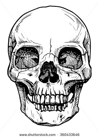338x470 vector black and white illustration of human skull with a lower - Human Skull Line Drawing
