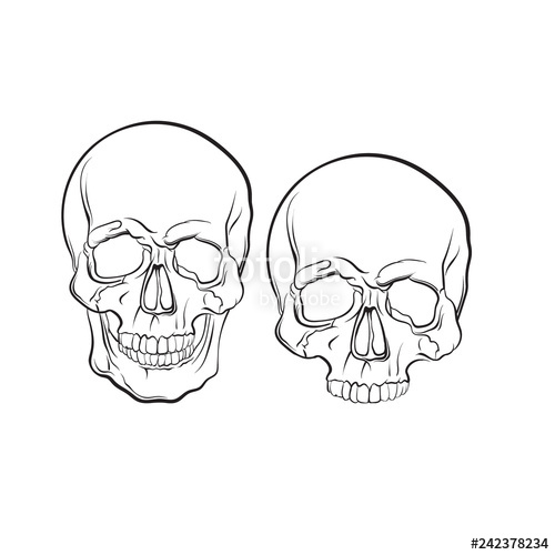 human skull line drawing