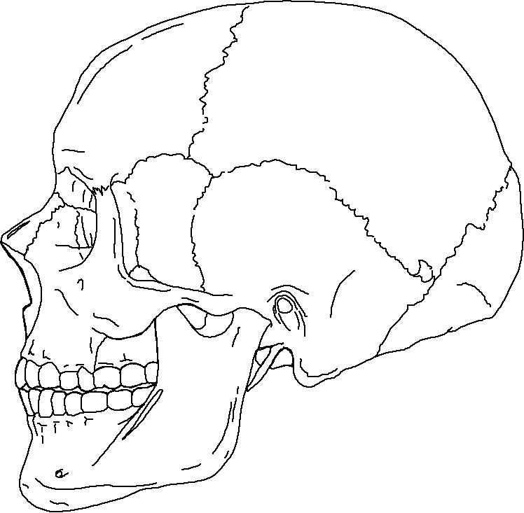 748x733 Human Skull Bones Diagram Labeled - Human Skull Line Drawing