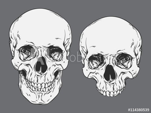 500x375 hand drawn line art anatomically correct human skulls set isolated - Human Skull Line Drawing