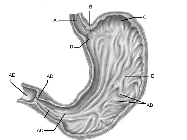 Human Stomach Drawing