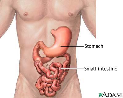 400x320 digestion simulation - Human Stomach Drawing